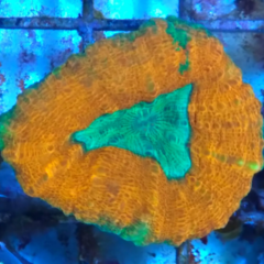 Lobophyllia ultra orange green