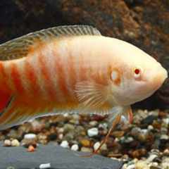 marcopodus albino 4 cm