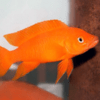 nealamprologus leleupi orange 4 cm
