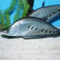 notopterus black