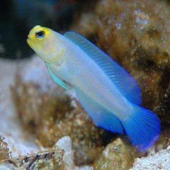 opistognathus aurifrons