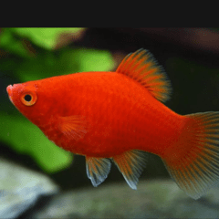 platy gigantes