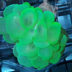 Plerogyra sinuosa green ultra  (sm)