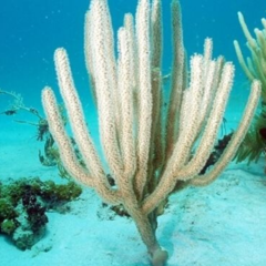 plexaurella nutans 20cm