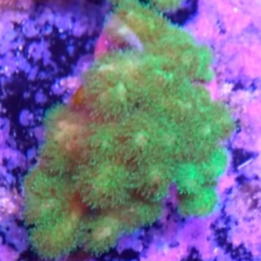 Pocillopora green