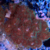 Poscillopora sp