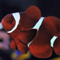 premnas epigramma 8 cm