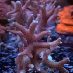 seriatopora-hystrix-pink-frag SPS