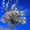 Pterois volitans 10cm