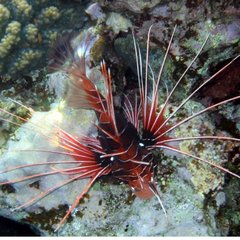 Pterois radiata