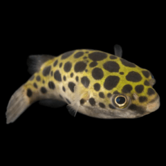 puffer spoted 3 cm