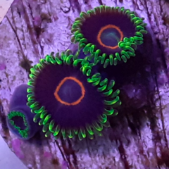 purple hearts plugs