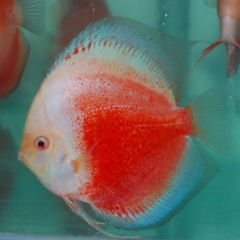 red white discus 5 cm importado