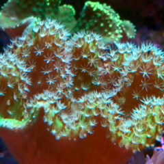 Sarcophyton green aple 12cm 