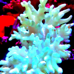 Sinularia brassica green ultra 10cm