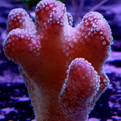 Styllophora latustellata pink