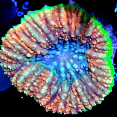Symphyllia sp multicolor 6cm diámetro