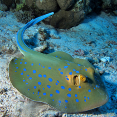 Taeniura lymma 