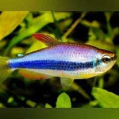 tetra kerry blue med
