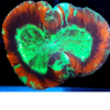 Trachyphyllia geofroyi M