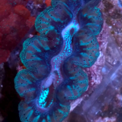 Tridacna crocea 10cm