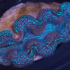 Tridacna crocea 6cm