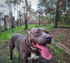 Coleira Thor - Pitbull - comprar online