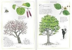 Inventario ilustrado de árboles - comprar online