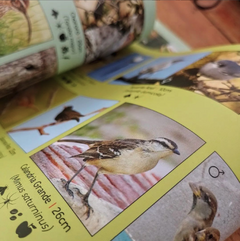 Pequeña guía de aves urbanas - Libros del carpincho