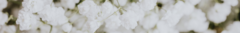 Banner da categoria White Flowers