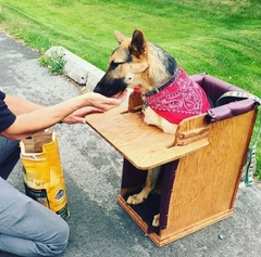 Silla Bailey para Perros con Megaesófago (transportable) - tienda online