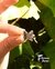 Anillo mariposa con engarce de Rubí corindón - Falcone Joyas