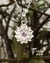 Colgantes escultura flor de loto con engarce de piedra - Falcone Joyas