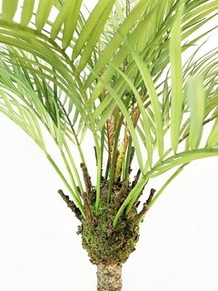 Planta Areca 85cm - comprar online