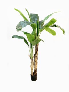 Planta Banano 150cm