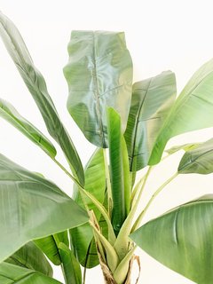 Planta Banano 150cm en internet