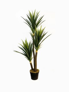 Planta Yuca x3 150cm