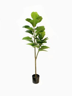 Planta Pandurata 125cm