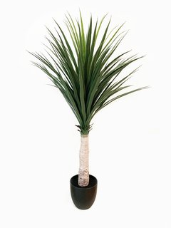 Planta Yuca 110cm