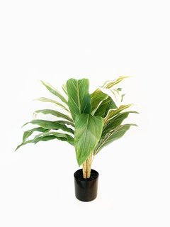 Planta Cordyline 85cm
