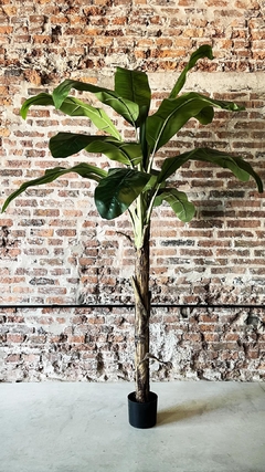 Planta Banano 2.10m