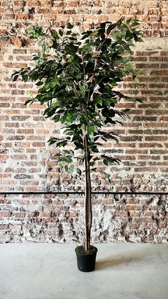 Planta Ficus 2.10m