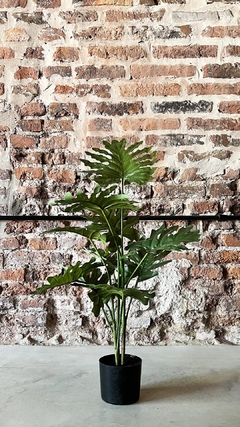 Planta Philodendron