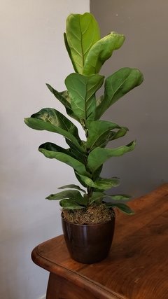 Ficus Lyrata Pequena - comprar online