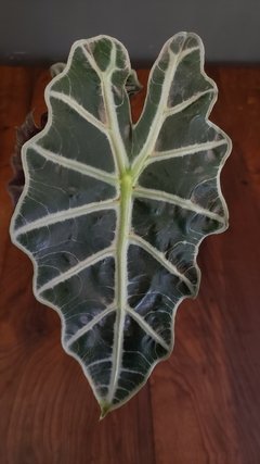 Alocasia Amazônica na internet