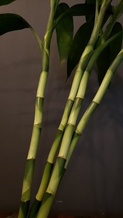 Bambu em haste - comprar online