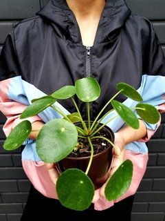 Pilea Mini