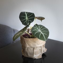 Alocasia Black Velvet - comprar online