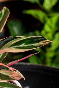 Maranta Triostar na internet