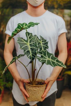 Alocasia Amazônica